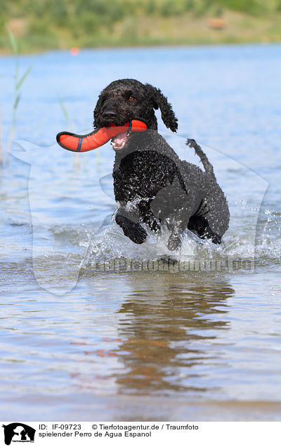 spielender Perro de Agua Espanol / playing Perro de Agua Espanol / IF-09723