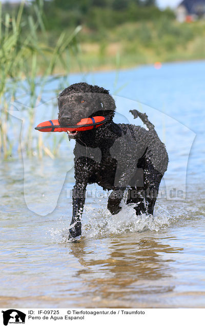 Perro de Agua Espanol / Perro de Agua Espanol / IF-09725