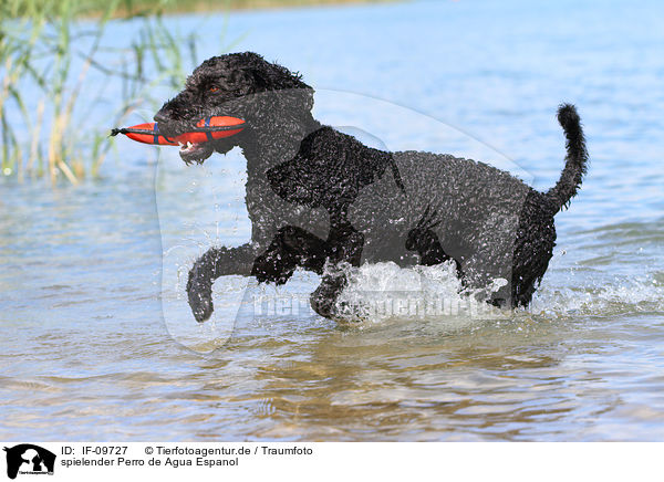 spielender Perro de Agua Espanol / playing Perro de Agua Espanol / IF-09727