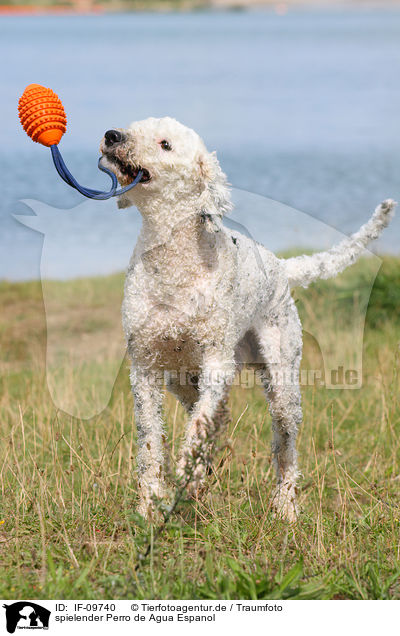 spielender Perro de Agua Espanol / playing Perro de Agua Espanol / IF-09740