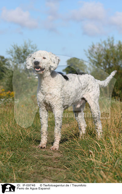 Perro de Agua Espanol / Perro de Agua Espanol / IF-09746