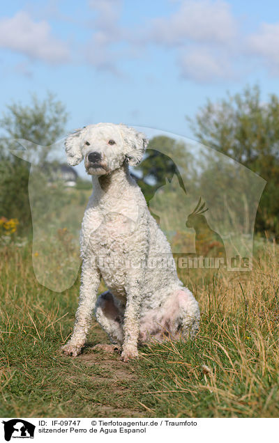 sitzender Perro de Agua Espanol / sitting Perro de Agua Espanol / IF-09747