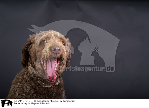 Perro de Agua Espanol Portrait / Perro de Agua Espanol Portrait / AM-04212