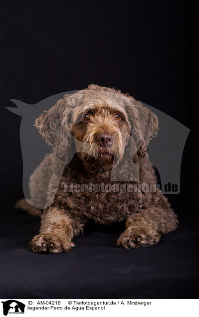 liegender Perro de Agua Espanol / lying Perro de Agua Espanol / AM-04218