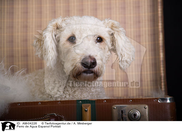 Perro de Agua Espanol Portrait / Perro de Agua Espanol Portrait / AM-04226