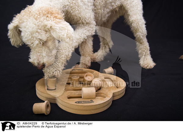 spielender Perro de Agua Espanol / playing Perro de Agua Espanol / AM-04229
