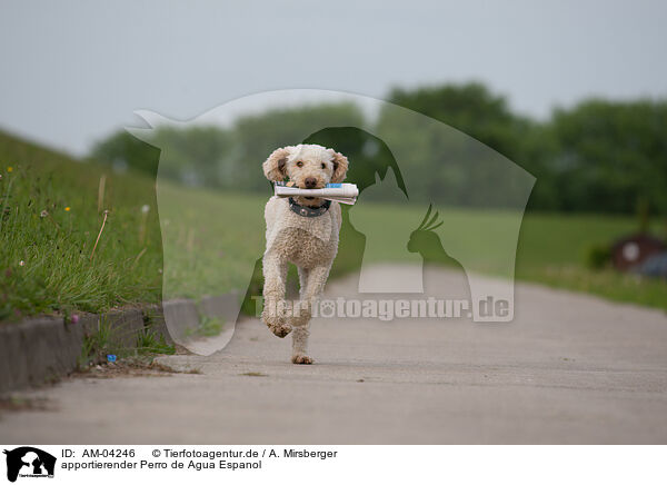 apportierender Perro de Agua Espanol / retrieving Perro de Agua Espanol / AM-04246