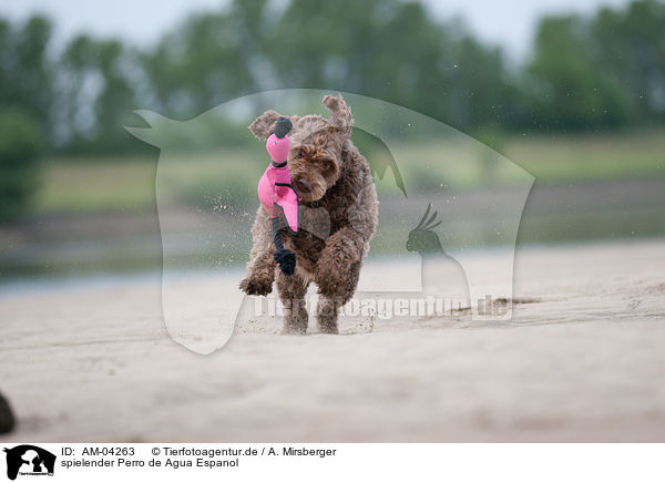 spielender Perro de Agua Espanol / playing Perro de Agua Espanol / AM-04263
