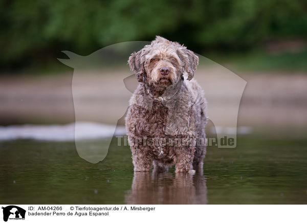 badender Perro de Agua Espanol / bathing Perro de Agua Espanol / AM-04266