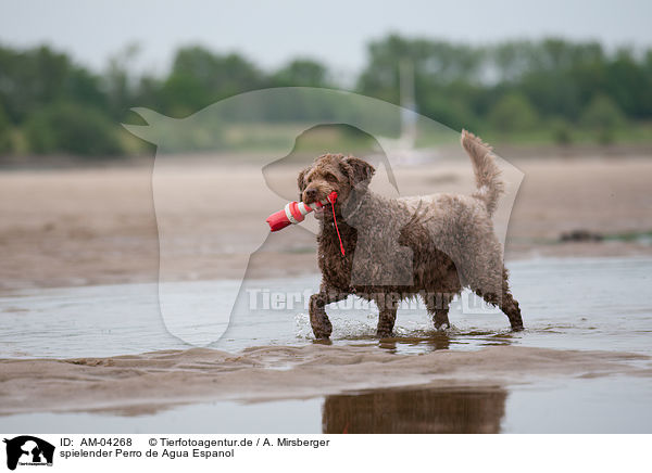 spielender Perro de Agua Espanol / playing Perro de Agua Espanol / AM-04268
