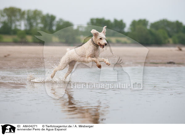 rennender Perro de Agua Espanol / running Perro de Agua Espanol / AM-04271