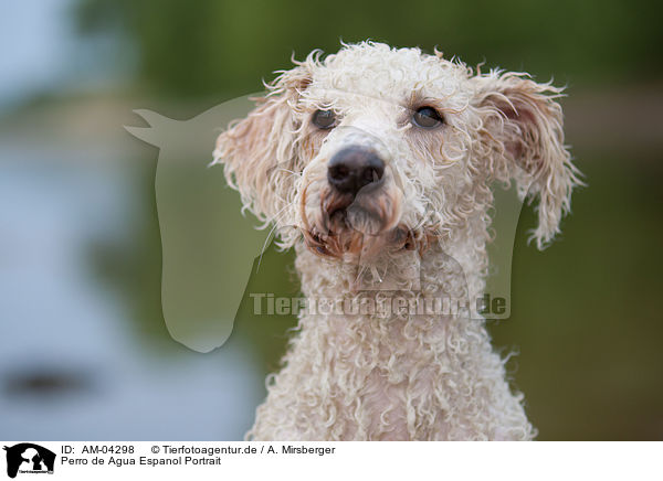 Perro de Agua Espanol Portrait / Perro de Agua Espanol Portrait / AM-04298