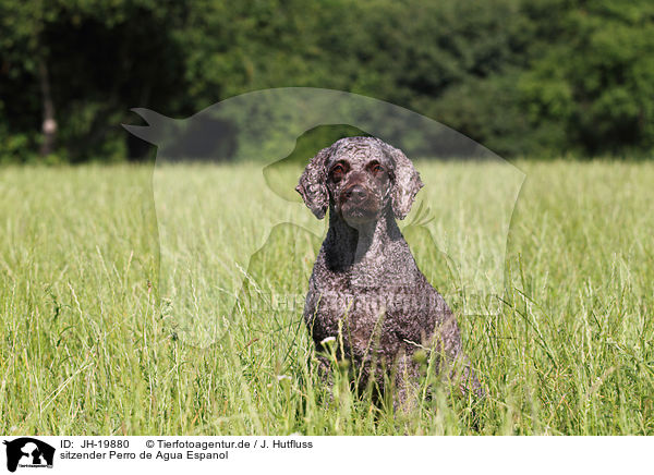 sitzender Perro de Agua Espanol / sitting Perro de Agua Espanol / JH-19880