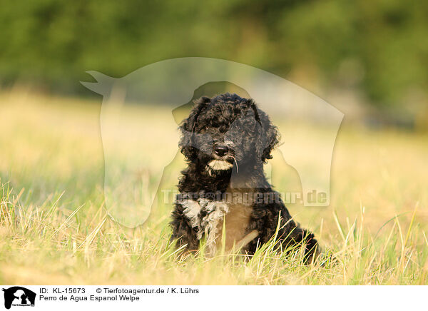 Perro de Agua Espanol Welpe / Perro de Agua Espanol Puppy / KL-15673