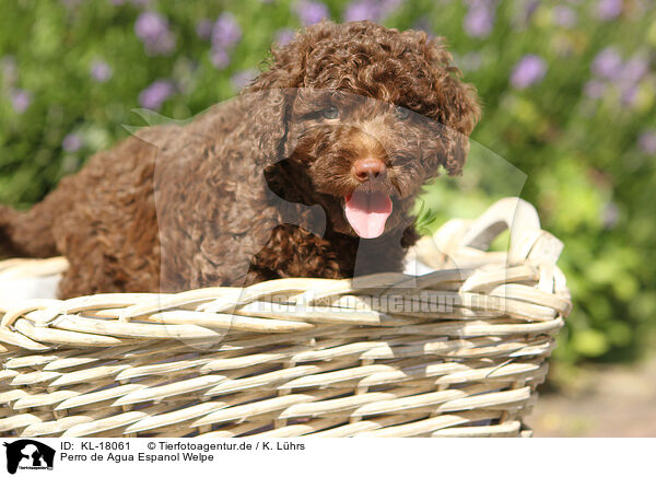 Perro de Agua Espanol Welpe / Perro de Agua Espanol Puppy / KL-18061