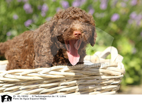 Perro de Agua Espanol Welpe / Perro de Agua Espanol Puppy / KL-18062