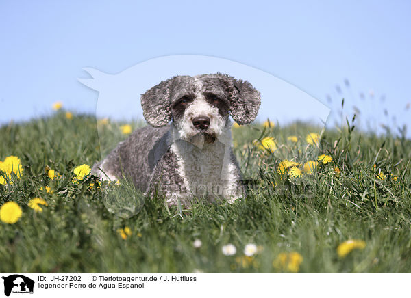liegender Perro de Agua Espanol / lying Perro de Agua Espanol / JH-27202