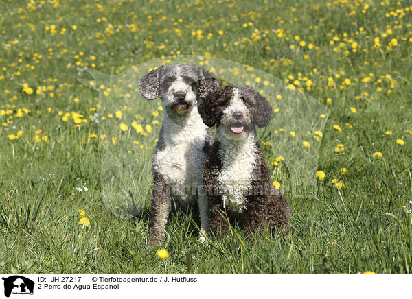 2 Perro de Agua Espanol / 2 Perro de Agua Espanol / JH-27217