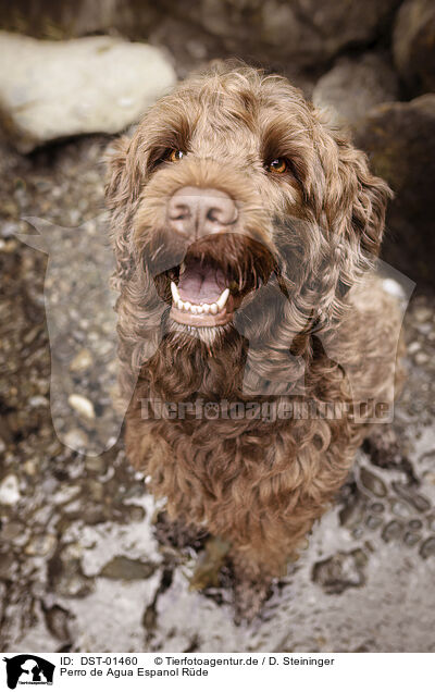 Perro de Agua Espanol Rde / male Perro de Agua Espanol / DST-01460