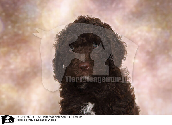 Perro de Agua Espanol Welpe / Perro de Agua Espanol Puppy / JH-29784