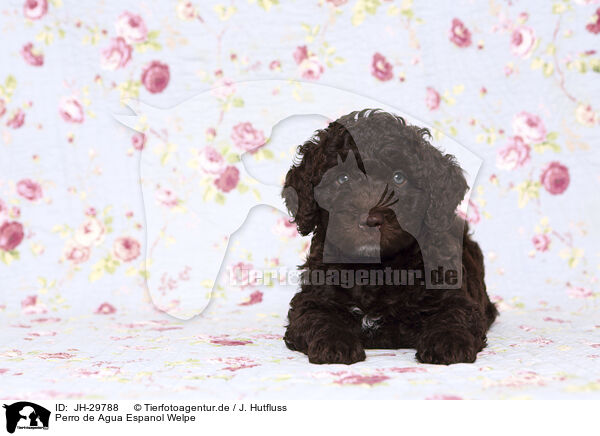 Perro de Agua Espanol Welpe / Perro de Agua Espanol Puppy / JH-29788