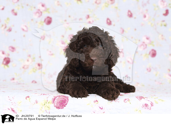 Perro de Agua Espanol Welpe / Perro de Agua Espanol Puppy / JH-29791