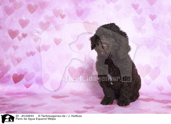 Perro de Agua Espanol Welpe / Perro de Agua Espanol Puppy / JH-29844