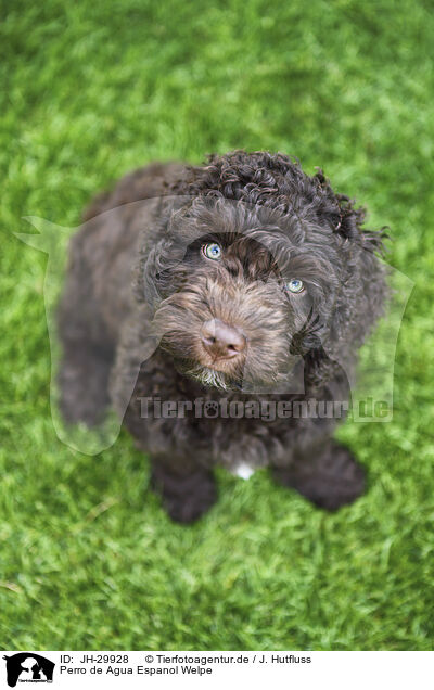 Perro de Agua Espanol Welpe / Perro de Agua Espanol Puppy / JH-29928