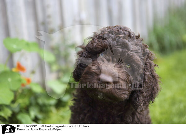 Perro de Agua Espanol Welpe / Perro de Agua Espanol Puppy / JH-29932