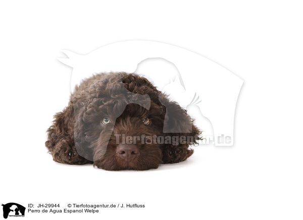 Perro de Agua Espanol Welpe / Perro de Agua Espanol Puppy / JH-29944