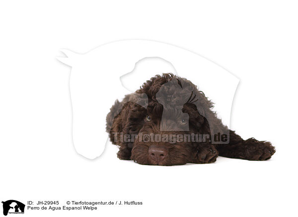 Perro de Agua Espanol Welpe / Perro de Agua Espanol Puppy / JH-29945