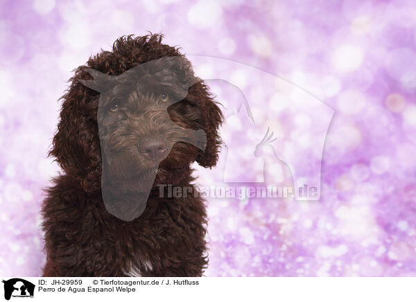 Perro de Agua Espanol Welpe / Perro de Agua Espanol Puppy / JH-29959