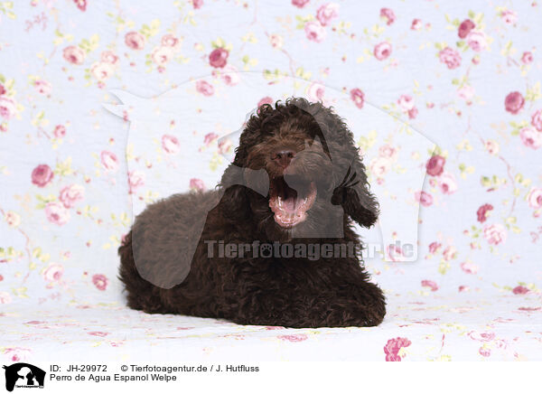 Perro de Agua Espanol Welpe / JH-29972