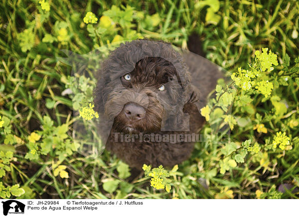 Perro de Agua Espanol Welpe / Perro de Agua Espanol Puppy / JH-29984