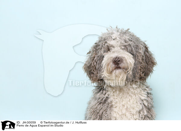 Perro de Agua Espanol im Studio / Perro de Agua Espanol in Studio / JH-30059