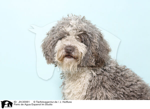 Perro de Agua Espanol im Studio / Perro de Agua Espanol in Studio / JH-30061