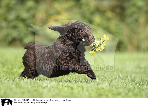 Perro de Agua Espanol Welpe / JH-30231