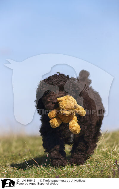 Perro de Agua Espanol Welpe / Perro de Agua Espanol Puppy / JH-30642