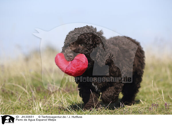 Perro de Agua Espanol Welpe / JH-30651