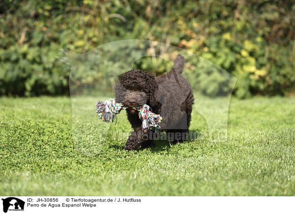 Perro de Agua Espanol Welpe / Perro de Agua Espanol Puppy / JH-30856