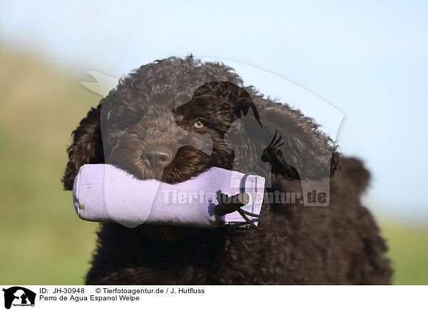 Perro de Agua Espanol Welpe / Perro de Agua Espanol Puppy / JH-30948