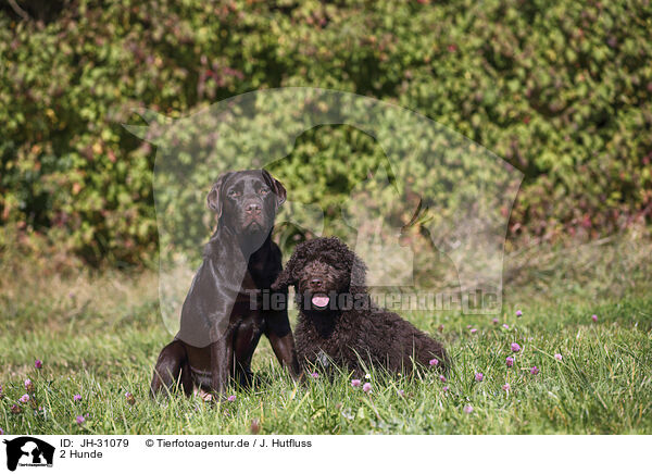 2 Hunde / 2 dogs / JH-31079