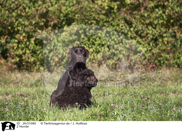 2 Hunde / 2 dogs / JH-31080
