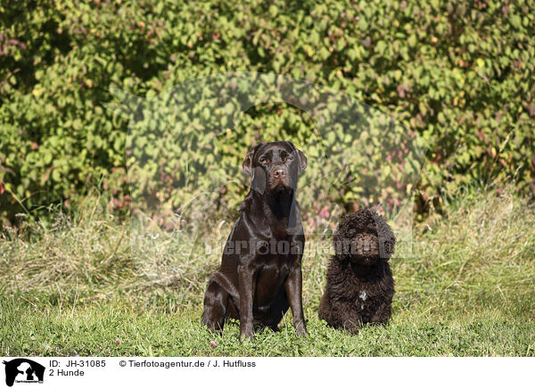 2 Hunde / 2 dogs / JH-31085