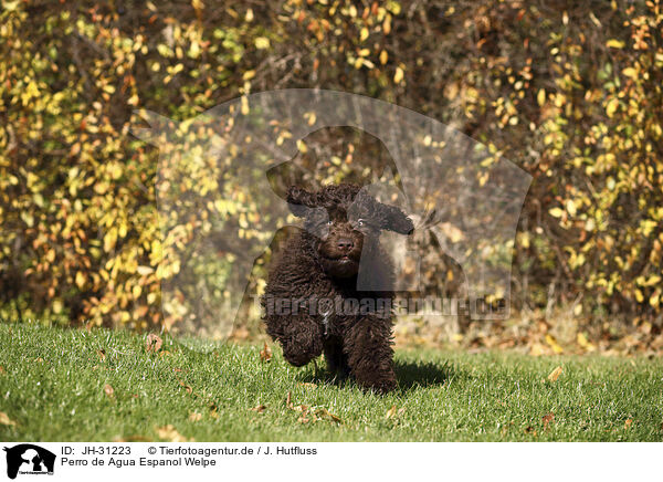 Perro de Agua Espanol Welpe / Perro de Agua Espanol Puppy / JH-31223