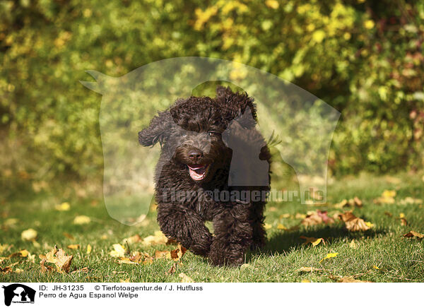 Perro de Agua Espanol Welpe / Perro de Agua Espanol Puppy / JH-31235