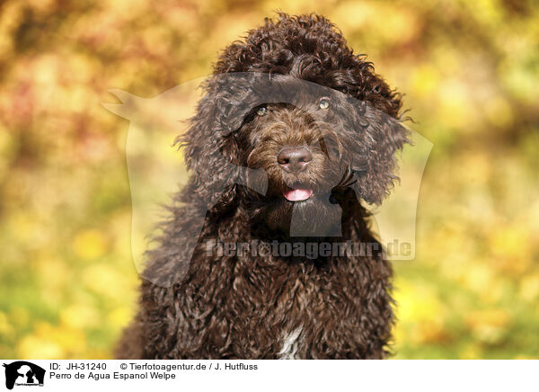 Perro de Agua Espanol Welpe / Perro de Agua Espanol Puppy / JH-31240