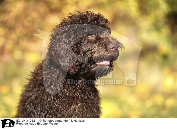 Perro de Agua Espanol Welpe / Perro de Agua Espanol Puppy / JH-31242