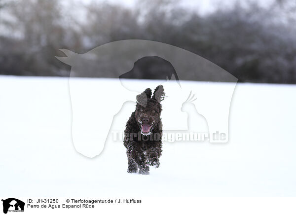 Perro de Agua Espanol R�de / male Perro de Agua Espanol / JH-31250