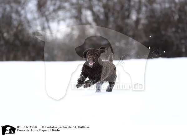 Perro de Agua Espanol Rde / JH-31256